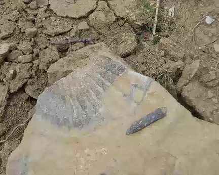 PXL036 Fossile de bivalve et rostre de bélemnite (fossile de céphalopode marin long de 5 cm env. et datant du Jurassique Moyen), trouvés près du Bleymard